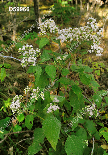 Ageratina altissima (White Snakeroot, Eupatorium rugosum)